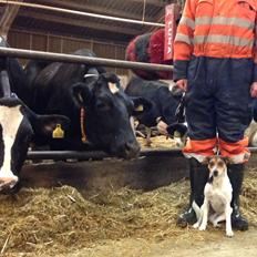 Dansk svensk gaardhund Kvik