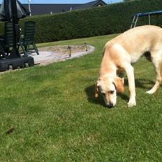 Labrador retriever Simba