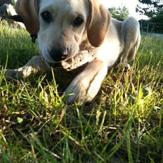Labrador retriever Simba