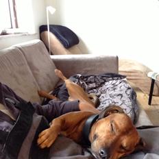 Blanding af racer Simba