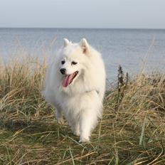 Japansk spids Kisujin Galia