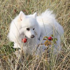 Japansk spids LF Bianca