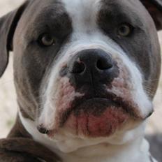 Amerikansk staffordshire terrier Valentin (Valle)