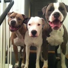 Amerikansk staffordshire terrier Valentin (Valle)