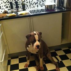 Amerikansk staffordshire terrier Valentin (Valle)