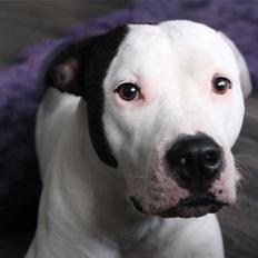 Amerikansk staffordshire terrier Kaya