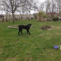 Blanding af racer Bumle