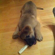 Schæferhund Charlie