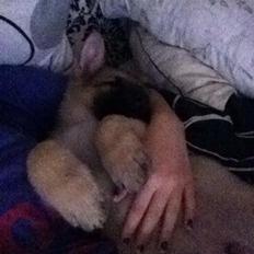 Schæferhund Charlie