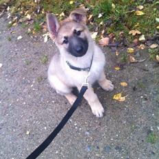 Schæferhund Charlie