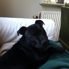 Staffordshire bull terrier Abby