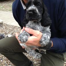 Cocker spaniel Ludvig