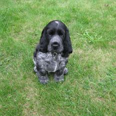 Cocker spaniel Ludvig