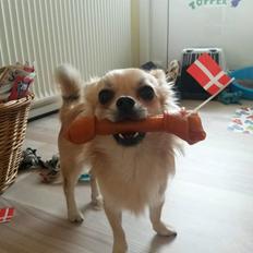 Chihuahua Topper