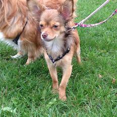 Blanding af racer Molly