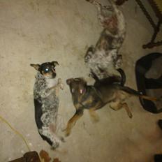 Østrigsk pinscher Max