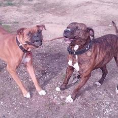 Blanding af racer Emma