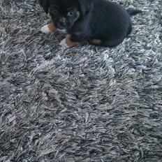 Blanding af racer Bella