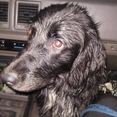 Blanding af racer Dæus