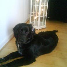 Blanding af racer Dæus