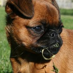 Griffon petit brabancon Calaya