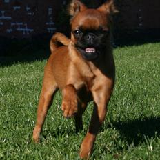 Griffon petit brabancon Calaya