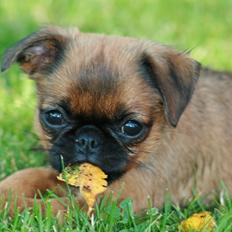 Griffon petit brabancon Calaya