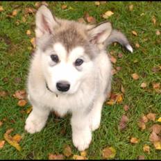 Alaskan malamute Mojo kennel Navn Ice cloud
