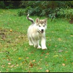 Alaskan malamute Mojo kennel Navn Ice cloud