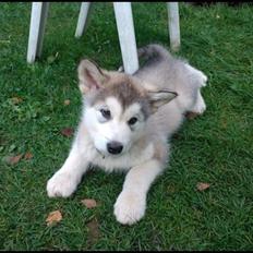 Alaskan malamute Mojo kennel Navn Ice cloud
