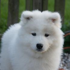 Samojedhund White Samara's Cool Chessie