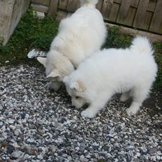 Samojedhund White Samara's Cool Chessie