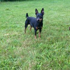 Dvaergpinscher Rødkildes Choko
