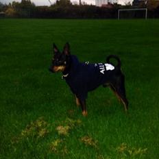 Dvaergpinscher Rødkildes Choko