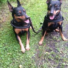 Dvaergpinscher Rødkildes Choko
