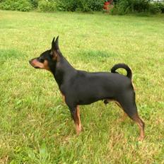 Dvaergpinscher Rødkildes Coco