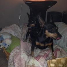 Dvaergpinscher Rødkildes Coco