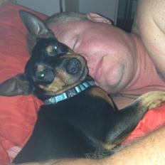 Dvaergpinscher Rødkildes Coco