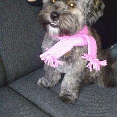 Blanding af racer Bruno