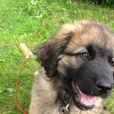 Leonberger Diego