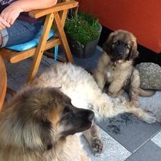 Leonberger Diego