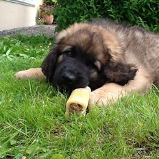 Leonberger Diego