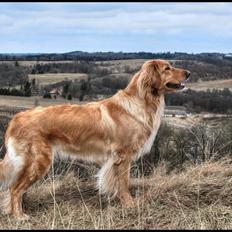 Hovawart Nøruphus' Kashmir