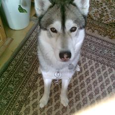 Siberian husky Balder  