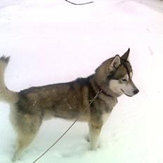 Siberian husky Balder  