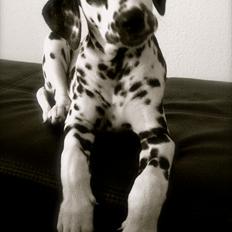 Dalmatiner Smilladalma's Nellike