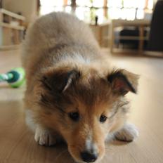 Shetland sheepdog Jenner's Loving Afrodite Sif