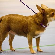 Chihuahua Shelby *03.10.*