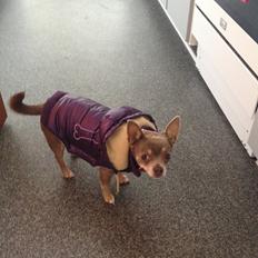 Chihuahua Shelby *03.10.*