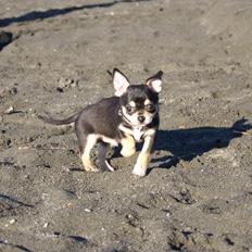 Chihuahua Yankee Prides Bon Jovi